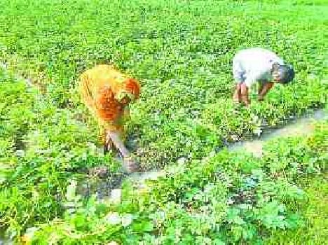 Farmers face rain bloom